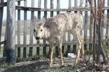 Він пищав, як маленька миша маленька