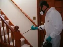 Небезпека наявності мух у будинку і як позбутися комах будинку