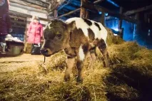 Як не розтратити дар предків. якутської
