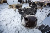 Як не розтратити дар предків. якутської