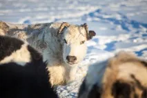 Як не розтратити дар предків. предків