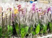 Орхідея в будинку – рекомендації квітникарам-початківцям, Квіти в будинку (Садиба) квітникарам-початківцям