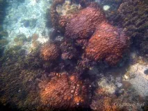 Острів Нанг Юань (Koh Nangyuan) - маленький острівець з єдиним готелем і чудовим підводним юань