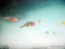 Острів Нанг Юань (Koh Nangyuan) - маленький острівець з єдиним готелем і чудовим підводним юань