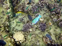 Острів Нанг Юань (Koh Nangyuan) - маленький острівець з єдиним готелем і чудовим підводним nangyuan