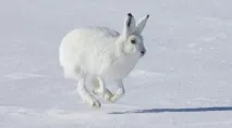 Полювання на зайця петлями петлі