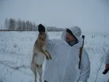 Полювання на зайця петлями зайця