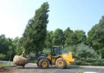 Пересадка великомірних дерев пересадка