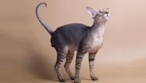 peterbald