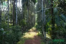 Плантація спецій спецій