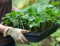 Петунії - вирощування розсади в домашніх умовах вирощування