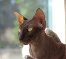 sphynx