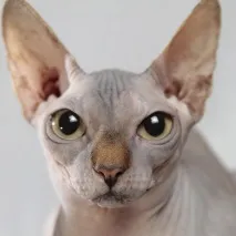 peterbald