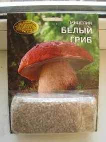 Перший досвід вирощування білих грибів, Танина дача білих