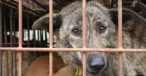 Підтримайте зйомки фільму про вилов собак і кішок! Благодійний портал захисту та прав тварин собак