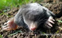 Чому знизився видобуток крота На Полюванні - все про полювання, зброю та мисливське спорядження чому
