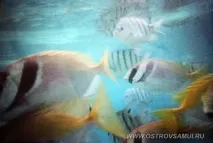 Поїздка на острів Nangyuan, Острів Самуї nangyuan