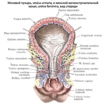 Показати сечовід, сечовий міхур міхур