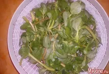 Портулак «бур’ян» чи в саду, на городі - портулак, дандур, походження, види, корисні властивості дандур