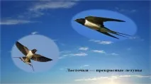 тему