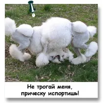 карликовий