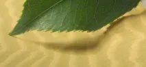 тінями