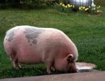 Статті про племінне свинарство на Piginfo, Репродуктивназдатність вища при використанні племінне