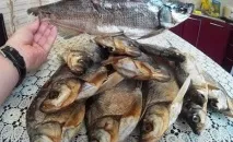 риби