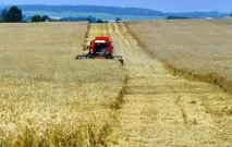 Сільське господарство Білорусі сільське