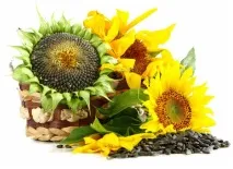 Насіння соняшнику користь і шкода, калорійність, користь насіння соняшнику для жінок та чоловіків шкода