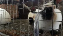 Різноманітні клітини, напувалки та годівниці своїми руками напувалки
