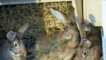 Різноманітні клітини, напувалки та годівниці своїми руками різноманітні
