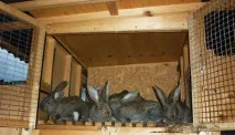 Різноманітні клітини, напувалки та годівниці своїми руками напувалки