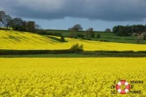 Ріпакова олія олія