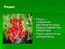 Редис - Презентація 240292-8 рослин
