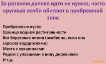 Риба Ротан можна