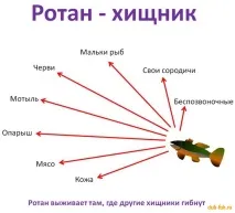 Риба Ротан ротан