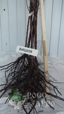 чудо