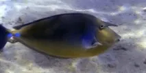 Синьошипа риба-носоріг, Риби Червоного моря риба-носоріг