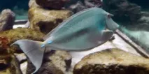 Синьошипа риба-носоріг, Риби Червоного моря риби