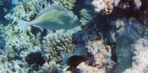 Синьошипа риба-носоріг, Риби Червоного моря синьошипа