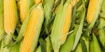 Сонник кукурудза на початку до чого сниться кукурудза на початку у сні початку