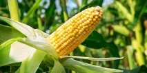 Сонник кукурудза на початку до чого сниться кукурудза на початку у сні чого
