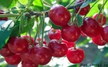 Сорта вишні найкращі сорти та основні характеристики найкращі