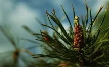Соснові бруньки від кашлю, Рецепти із соснових бруньок. соснових