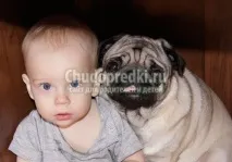 Собаки породи Мопс породи