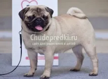 Собаки породи Мопс мопс