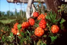 кухня