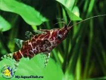 Синодонтіс-перевертень (Synodontis nigriventris) тому