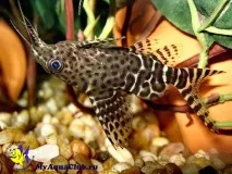 Синодонтіс-перевертень (Synodontis nigriventris) synodontis